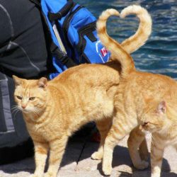 News On Topic cats-heart-shape-with-tail-perfect-timing-250x250 15 Most Perfectly Timed Photos Ever Entertainment Photography Viral 