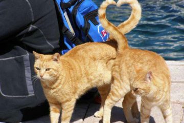 News On Topic cats-heart-shape-with-tail-perfect-timing-360x240 15 Most Perfectly Timed Photos Ever Entertainment Photography Viral 