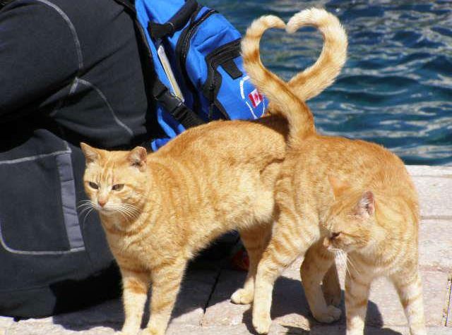 News On Topic cats-heart-shape-with-tail-perfect-timing-640x475 15 Most Perfectly Timed Photos Ever Entertainment Photography Viral 