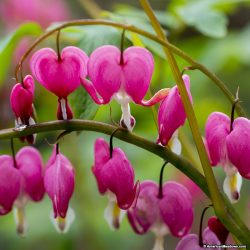 News On Topic bleeding-heart-pink-dicentra-250x250 10 Most Beautiful but Strange Flowers Nature 