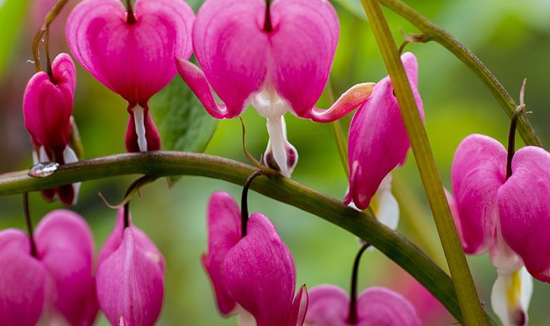 News On Topic bleeding-heart-pink-dicentra-800x475 10 Most Beautiful but Strange Flowers Nature 