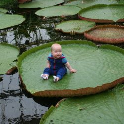 News On Topic giant-water-lily-250x250 The Largest Waterlily in Mysterious Amazon River Nature Stories 