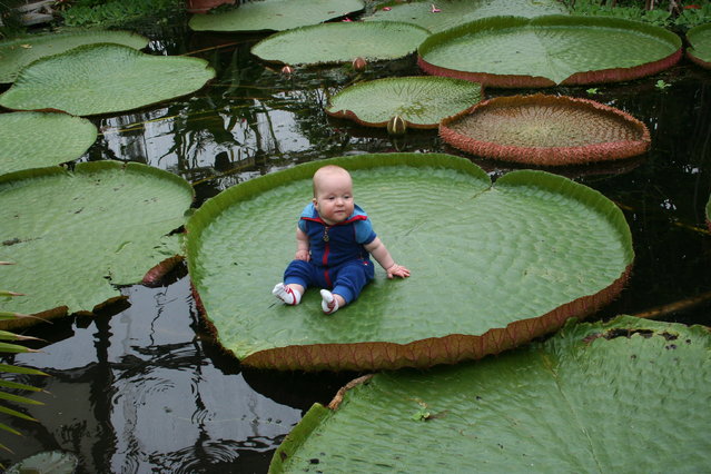 News On Topic giant-water-lily The Largest Waterlily in Mysterious Amazon River Nature Stories 