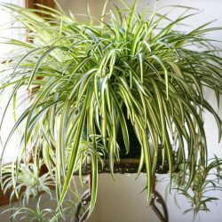 News On Topic spider-plant-250x250 Popular Indoor Houseplants that Purify Air Health Nature 