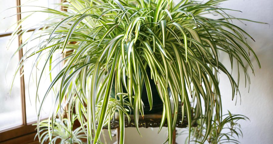 News On Topic spider-plant-900x475 Popular Indoor Houseplants that Purify Air Health Nature 