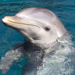 News On Topic dolphin-communication.adapt_.945.1-250x250 Smartest Animals on Our Planet Animals Nature Stories 