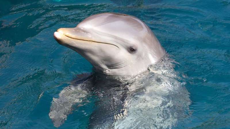 News On Topic dolphin-communication.adapt_.945.1 Smartest Animals on Our Planet Animals Nature Stories 