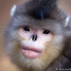 News On Topic female_snub_nosed_monkey-250x250 Strange Animals You Didn’t Know Existed Animals Nature 