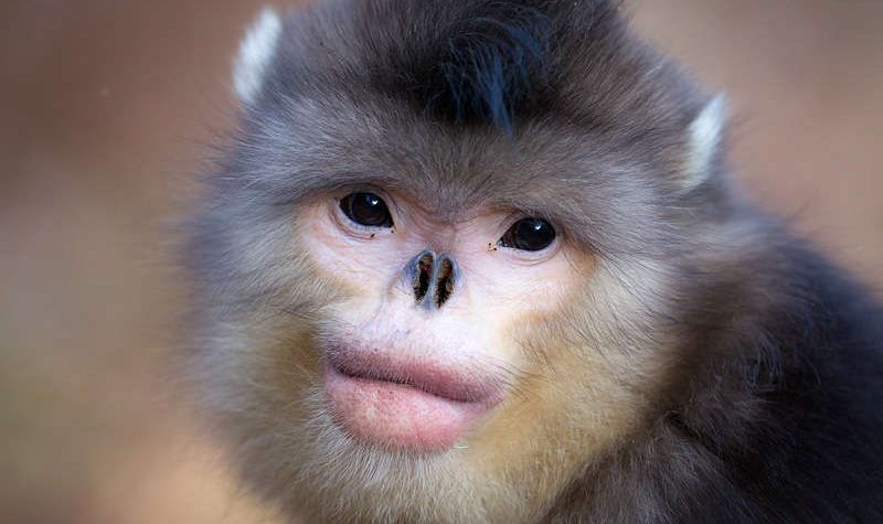 News On Topic female_snub_nosed_monkey-800x475 Strange Animals You Didn’t Know Existed Animals Nature 