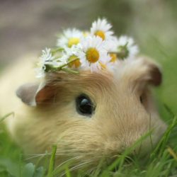 News On Topic guinea-pig-booboo-lieveheersbeestje-60-250x250 Most Popular Pets in America Animals Pets 