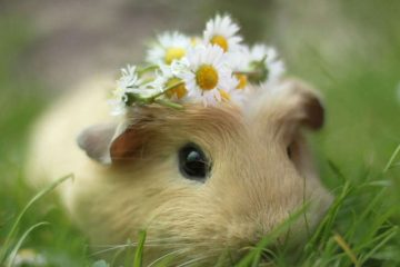 News On Topic guinea-pig-booboo-lieveheersbeestje-60-360x240 Most Popular Pets in America Animals Pets 