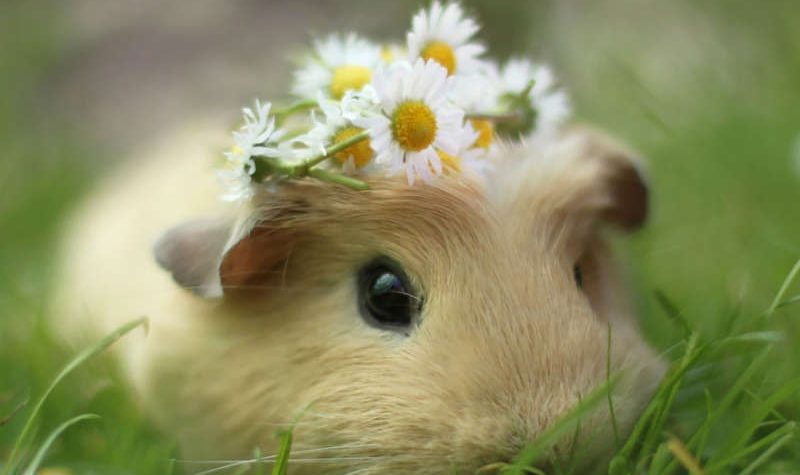 News On Topic guinea-pig-booboo-lieveheersbeestje-60-800x475 Most Popular Pets in America Animals Pets 