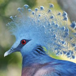 News On Topic victoria-crowned-pigeon-4a1-250x250 Beautifully Crowned Birds Animals Entertainment Nature 