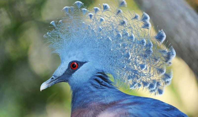 News On Topic victoria-crowned-pigeon-4a1-800x475 Beautifully Crowned Birds Animals Entertainment Nature 