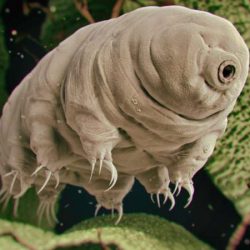 News On Topic tardigrade-250x250 Animals With Incredible Superpowers Animals Stories 