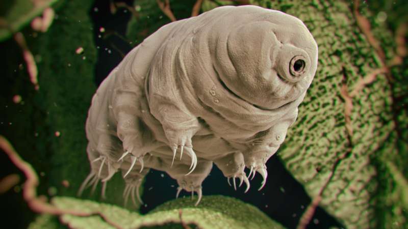 News On Topic tardigrade Animals With Incredible Superpowers Animals Stories 