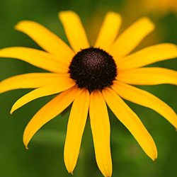 News On Topic black-eyed-susan-6-250x250 Flowers to Keep your Garden Colorful Nature Photography 