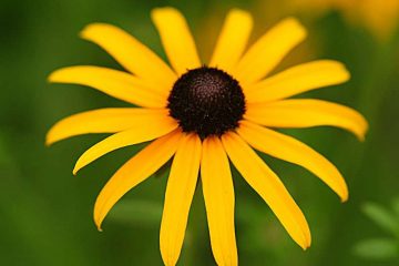 News On Topic black-eyed-susan-6-360x240 Flowers to Keep your Garden Colorful Nature Photography 