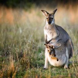 News On Topic kangaroo-joey.adapt_.945.1-250x250 Fastest Animals in The World Animals Nature 