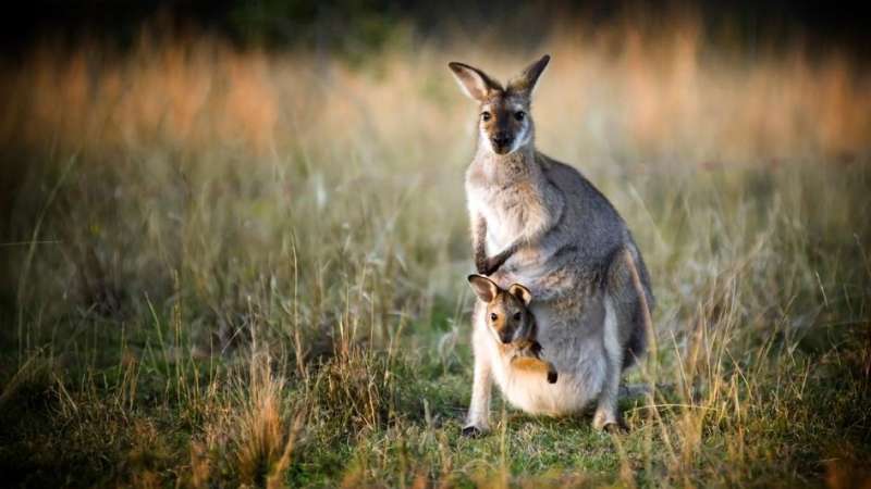 News On Topic kangaroo-joey.adapt_.945.1 Fastest Animals in The World Animals Nature 