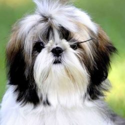 News On Topic maxresdefault-250x250 Laziest Dog Breeds You Can Get as a Pet Companion Animals Pets 