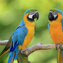 News On Topic blue-gold-macaw-180969264-resized-56a0a14a3df78cafdaa3715e-250x250 Small Pets That Could Be Right for Your Kids Animals Pets 