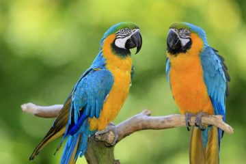 News On Topic blue-gold-macaw-180969264-resized-56a0a14a3df78cafdaa3715e-360x240 Small Pets That Could Be Right for Your Kids Animals Pets 