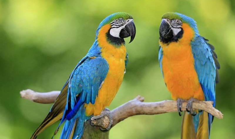 News On Topic blue-gold-macaw-180969264-resized-56a0a14a3df78cafdaa3715e-800x475 Small Pets That Could Be Right for Your Kids Animals Pets 