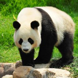 News On Topic giant-panda-shutterstock_86500690-250x250 Animals that are at the verge of extinction Animals Nature 