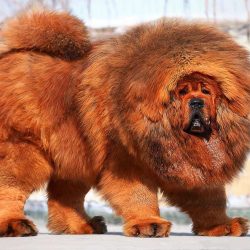 News On Topic 141-150423104G1926-250x250 Unique Dog Breeds You May Never Come Across Animals Pets 