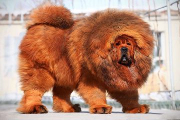 News On Topic 141-150423104G1926-360x240 Unique Dog Breeds You May Never Come Across Animals Pets 