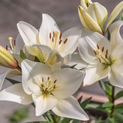 News On Topic Casablanca-Lily-250x250 Most Beautiful Night Blooming Flowers Nature Photography 