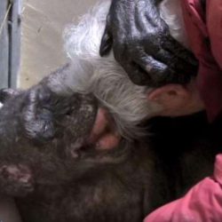 News On Topic chimpanzee3-250x250 Dying chimpanzee recognizes old human friend who cared for her Animals News Pets Stories Viral 