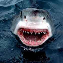 News On Topic great-white-shark-6-250x250 Deadliest Animals Around the World Animals 