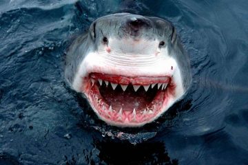 News On Topic great-white-shark-6-360x240 Deadliest Animals Around the World Animals 