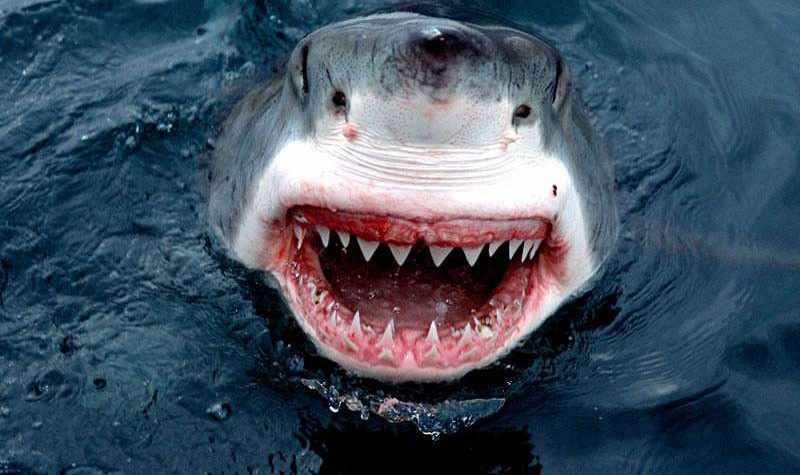 News On Topic great-white-shark-6-800x475 Deadliest Animals Around the World Animals 